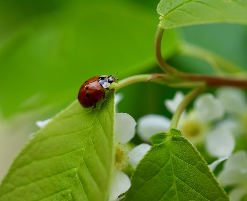 Beneficial Insects Guide
