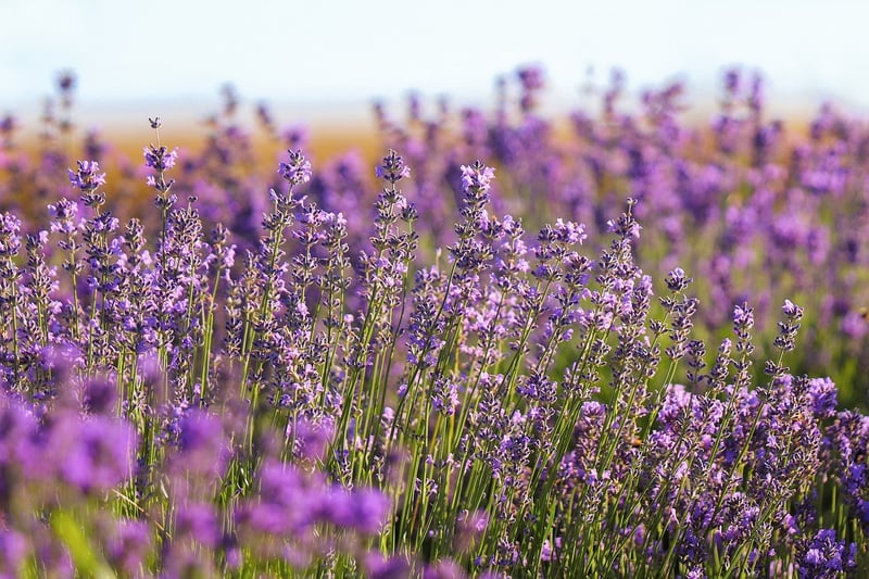Flowering Plants Care